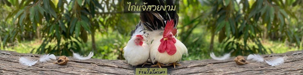 ไข่เชื้อไก่แจ้ สีขาวหางดำ ไข่มีเชื้อ ซื้อ5ใบ แถมฟรี1ใบ