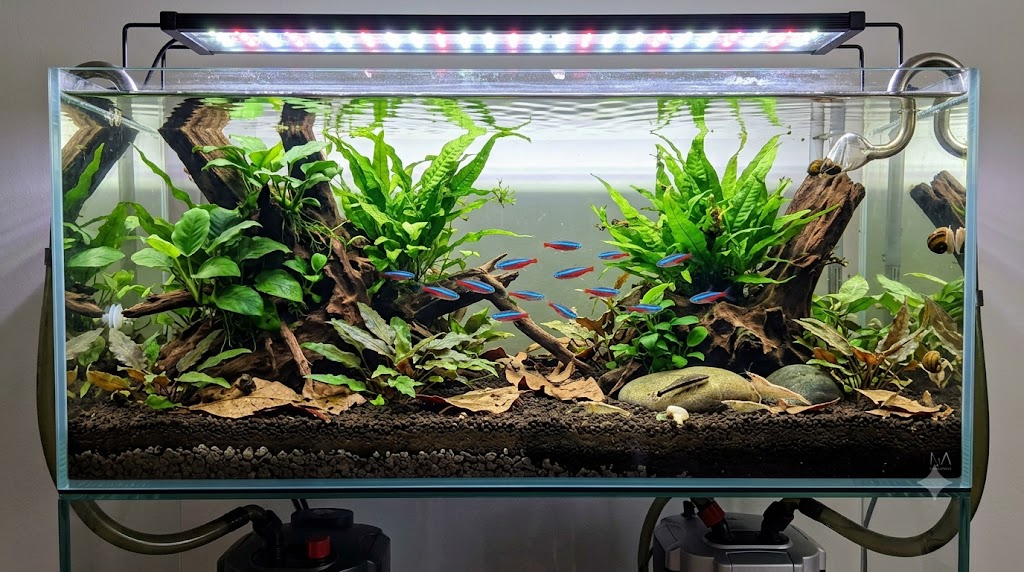 คู่มือจัดตู้ไม้น้ำระบบนิเวศสมบูรณ์ (Low-Tech Bio-Active Aquarium)