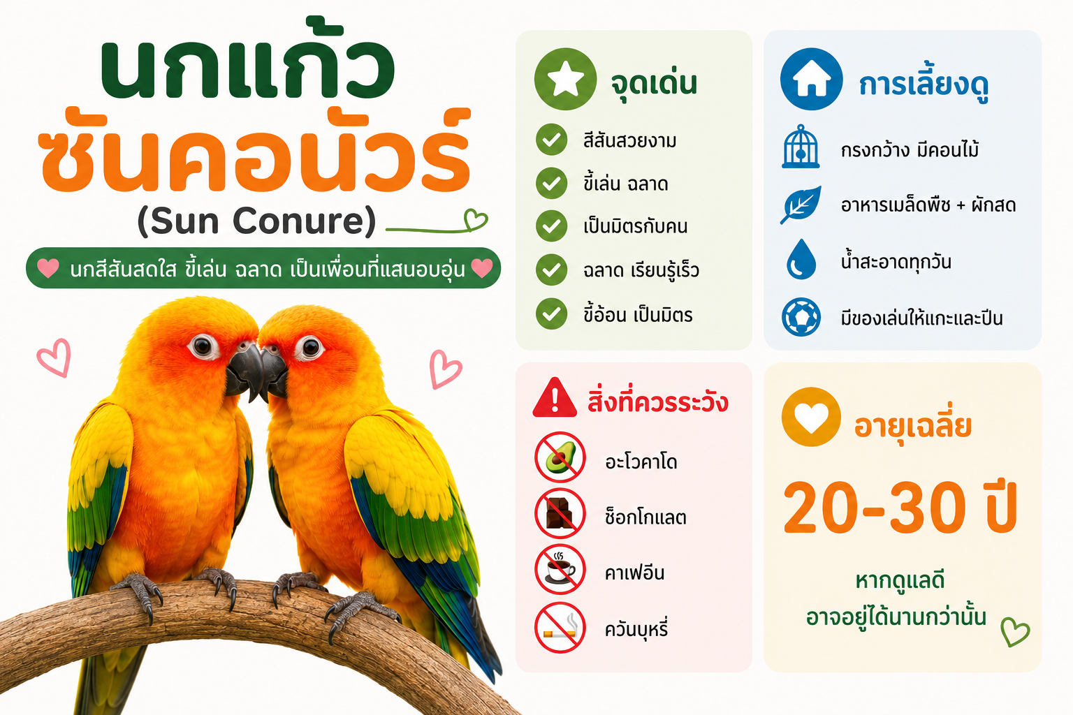 ทำไมซันคอนัวร์ถึงเป็นนกแก้วยอดนิยมทั่วโลก