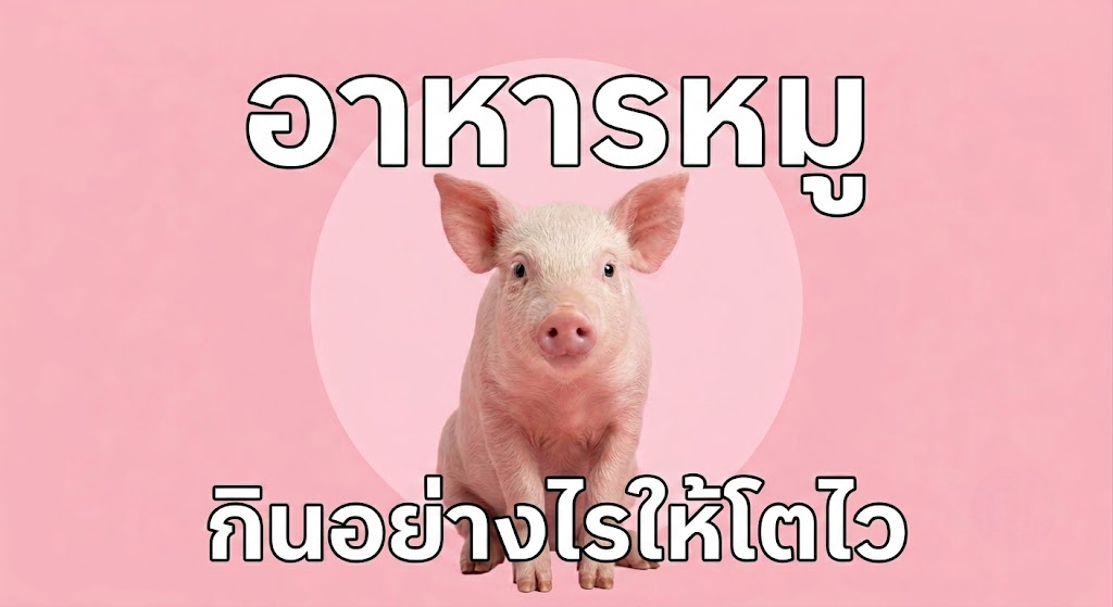อาหารหมู กินอย่างไรให้โตไว