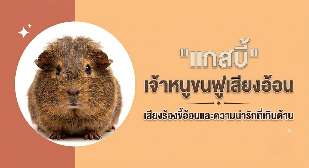 ก่อนเลี้ยงเเกสบี้ต้องรู้อะไรบ้าง