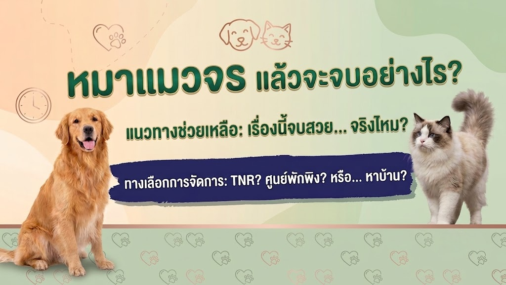 หมาจร... แล้วไงต่อ? มองปัญหาและทางออกของสุนัข