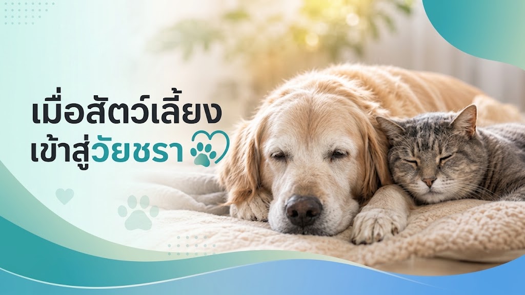 สัตว์เลี้ยงเข้าสู่วัยชรา?