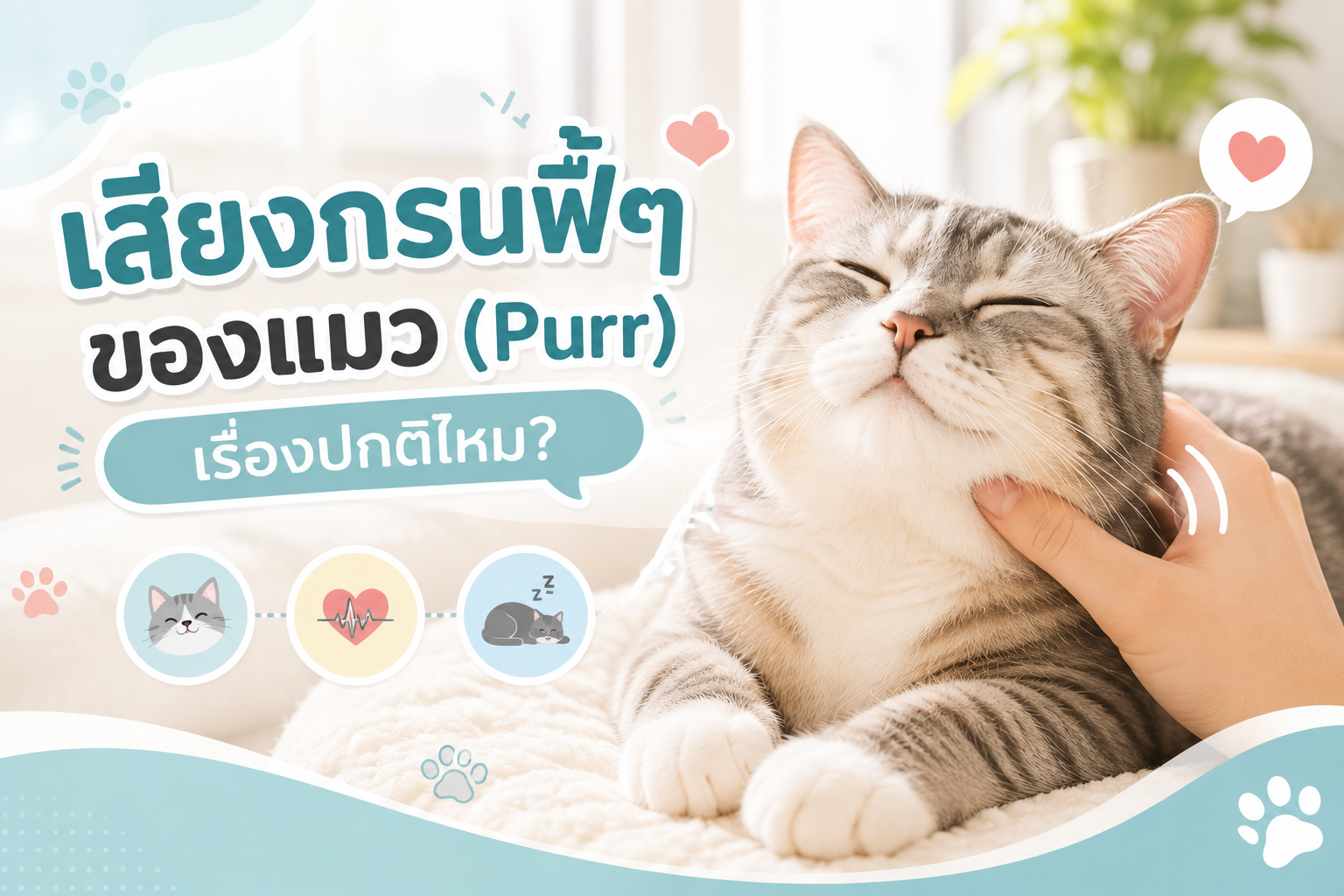 เสียงกรนในลำคอของแมว?