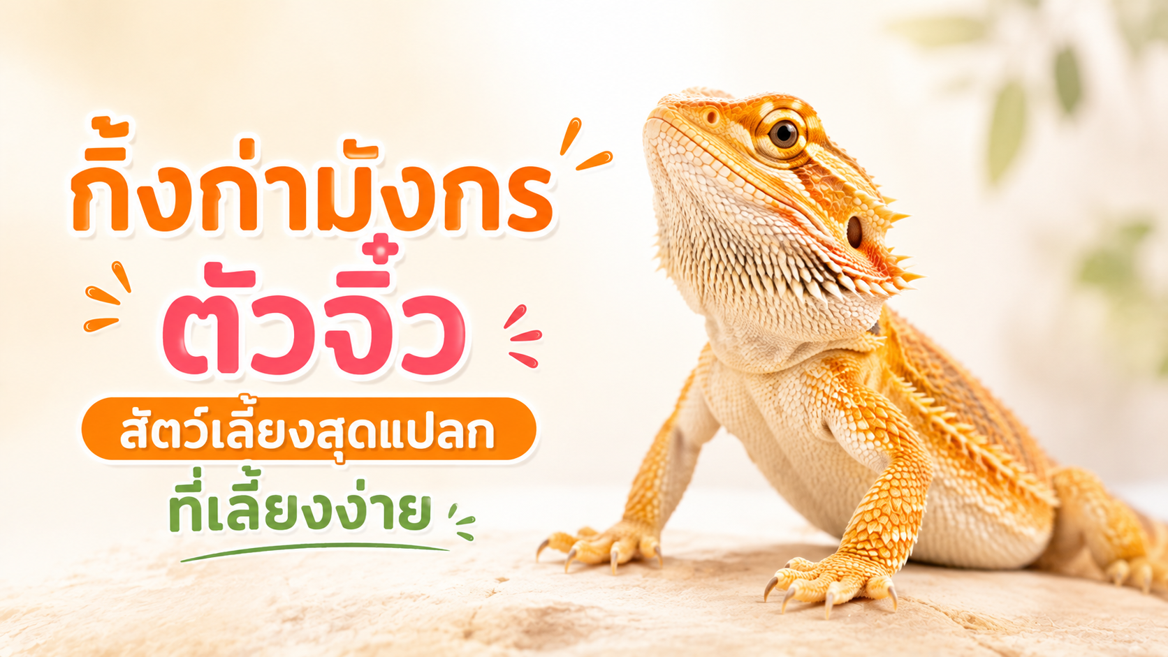 กิ้งก่าเครา สัตว์แปลกเลี้ยงง่าย?