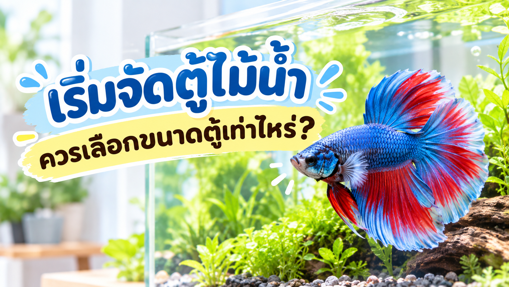 เริ่มจัดตู้ไม้น้ำ ควรเลือกขนาดตู้เท่าไหร่?