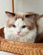 แมวแร๊กดอลล์