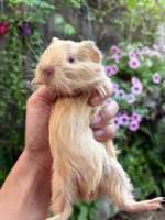 หนูแกสบี้ อเมริกันผสมชอร์ตแฮร์