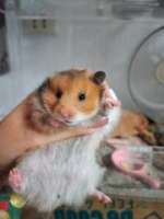 [FM] หนูแฮมสเตอร์ (ไจแอนท์) Syrian Hamster