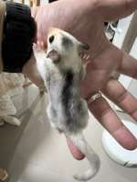 [M] Sugar glider ชูก้าไกลเดอร์