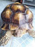 [FM] Sulcata tortoise เต่าบกซัลคาต้า