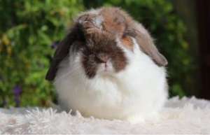 [FM] Holland Lop กระต่ายสายพันธุ์ฮอลแลนด์ ลอป