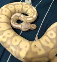 Ball Python Banana Pastel งูบอลไพธอน สีบานาน่าพาสเทล 