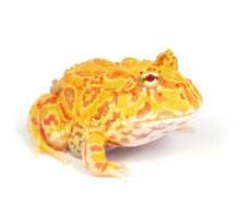 Argentina Horned Frog Yellow กบฮอร์นฟรอก สีเหลือง 