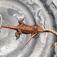 Red Bearded Dragon กิ้งก่าออสเตรเลีย เบียร์ดดราก้อน สีแดง