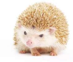 [FM] Hedgehog เม่นแคระ 