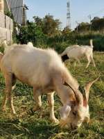 Goat แพะฟาร์ม