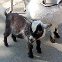 [M] Goat baby แพะเด็ก