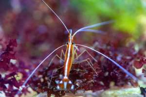 Skunk Shrimp กุ้งพยาบาล