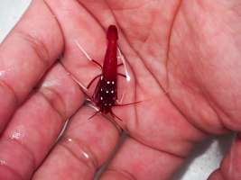 Red Fire Shrimp กุ้งทะเลไฟแดง