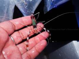Banded Coral Shrimp กุ้งทะเล (กุ้งนักเลง)