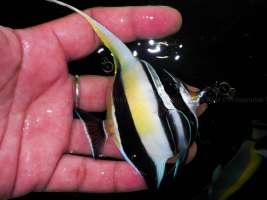 Moorish Idol Fish ปลาทะเลเทวรูป