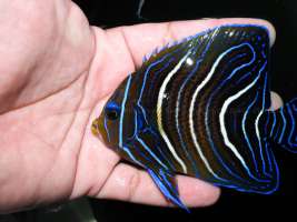 Blue Koran Angelfish ปลาทะเล ปลาสินสมุทรหางเส้น