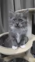 แมวเมนคูนผสมเปอร์เซีย