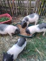 หมูแคระพอตเบลลี่