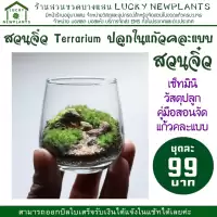 Terrarium สวนในแก้ว ไซต์มินิ แก้วคละแบบ ชุดละ 99 บาท ซื้อ 2 แถมฟรี 1