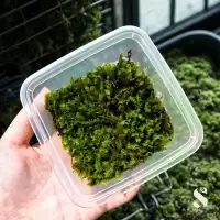 Fisside Nobilis Moss, Terrarium, Aquarium, Live Moss, Terrarium Plant, กระจก,活体, Lumut Hidup, Lumut Terrarium,
