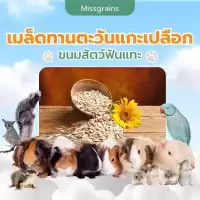 เมล็ดทานตะวันแกะเปลือก 200กรัม อาหาร/ขนมแฮมเตอร์ ชูการ์ กระรอก ดอร์เม้าท์ ใจเเอ้นท์ เม่นแคระ สัตว์ฟันเเทะทุกชนิด