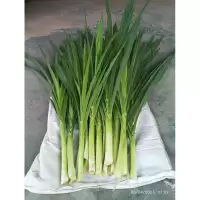 หญ้าหวานอิสราเอล อาหารสำหรับ สัตว์ฟันแทะ หนู แกสบี้ กระต่าย เต่า แพะ แกะ ไก่ไข่ วัว ควาย ลำต้นอ่อนหวาน ตัดสดทุกวัน
