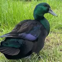ไข่เชื้อ เป็ดไข่ เป็ดดำ คายูก้า สีดำเหลือบเขียว เลี้ยงสวยงาม ไข่ดกอร่อย cayuga duck hatching egg