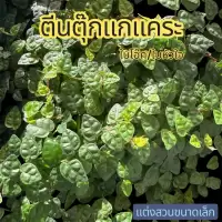 ต้นตีนตุ๊กแกแคระ Ficus pumila Oak Leaf จัดตู้เทอร์ราเรี่ยม Terrarium