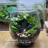 พร้อมส่ง สวนขวดแก้วทรงมูจิ (พร้อมฝาปิด อะคลิลิคใส) Terrarium ของขวัญ ของแต่งบ้าน