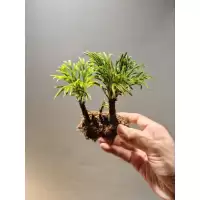 ดอกหินเวียดนาม จัดตู้ระบบชื้น ระบบปิด Terrarium Selaginella tamariscina