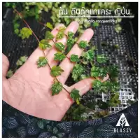 กิ่งตัดสด ต้นตีนตุ๊กแกแคระ ญี่ปุ่น ใบโอ๊ค Ficus Pumila var.quercifolia ต้นไม้ตกแต่งTerrarium สวนตู้ชื้น