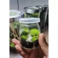 สวนขวดแก้ว(Terrarium)ขนาดเล็กมินิมอล