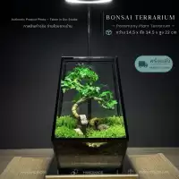 พร้อมส่ง สวนขวดแก้ว Bonsai Terrarium สวนบอนไซ ของแต่งบ้าน ของขวัญ