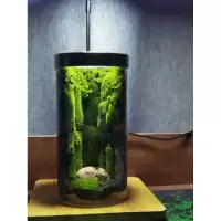 ต้นไม้ในขวดแก้ว สวนขวดterrariumต้นไม้จริงตกแต่งห้อง