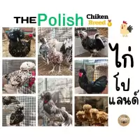 ไข่ไก่เชื้อโปแลนด์ เกรดนำเข้า (ชุดละ3ใบแถม1) ไข่เชื้อPolishChicken ไข่เชื้อไก่โปแลนด์เกรดนำเข้า ไข่ไก่ ไก่โปแลนด์