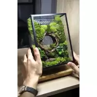 สวนขวดแก้วTerrariumต้นไม้จริงแต่งบ้าน