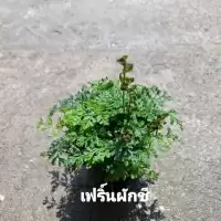 เฟิร์นผักชี ไม้ประดับ เฟิร์น ไม้สวนถาดหรือตู้พรรณไม้น้ำ Terrarium