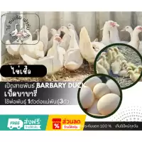 ไข่เชื้อเป็ดบาบารี่ ไข่เชื้อไข่เป็ดสำหรับฟักพันธุ์บาบารี่ 1ฟอง (เป็ดเนื้อไข่ฟองโต)