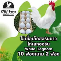 ไข่เชื้อไก่เล็กฮอร์นขาว ไก่เล็กฮอร์นขาว ไข่เชื้อไก่ไข่สวยงาม ไข่สีขาว Leghorn