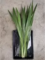 หญ้าหวานอิสราเอล ตัดสดใหม่ทุกออเดอร์ เหมาะสำหรับสัตว์ฟันแทะและเต่าบก
