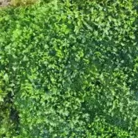 MOSS มอสสด พืชจิ๋ว Terrarium Bonsai Decor ป่าธรรมชาติ พรม มอสเเต่งสวนถาด 100g