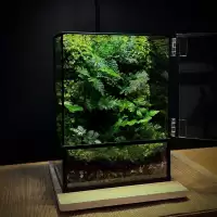 พร้อมส่ง สวนขวด Moss wall and Ferns Terrarium ระบบปิด ของขวัญ ของแต่งบ้าน