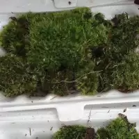 MOSS มอสสด พืชจิ๋ว Terrarium Decor ป่าธรรมชาติ พรม มอสเเต่งสวนถาด มอสปูบอนไซ 100g No0002